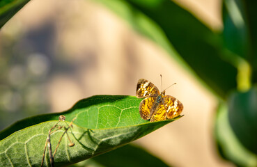 A Pearl Crescent butterfly (Phyciodes tharos) rests on a milkweed leaf in Waukesha County, Wisconsin, during August.