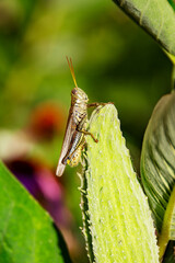 A Differential Grasshopper (Melanoplus differentialis) perches on a milkweed pod in Waukesha County, Wisconsin, in late summer.
