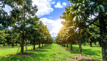 Fototapeta premium Lush orchard pathway under a bright sky