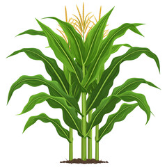 Fototapeta premium Tall corn stalks with green leaves and tassels against a black background