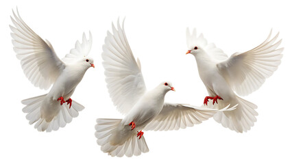 Obraz premium Three white doves flying with wings spread against a plain white background in a studio shot