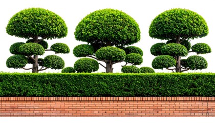 Three meticulously pruned, spherical trees stand proudly behind a lush green hedge, bordered by a brick wall, evoking a tranquil and well-maintained garden scene.