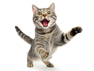 Tabby cat mid leap with mouth open and tail up on a white background in a studio shot looking excited