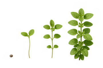 Oregano plant growing stages from seed on transparent background