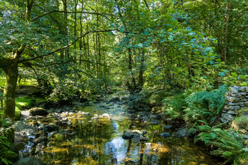 Shallow rocky river flowing through a lush green summer forest in the Lake District