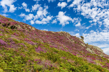 Vibrant purple heather and green ferns covering a rocky hillside under a blue cloudy sky