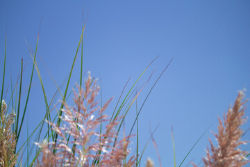 Pink Pampas Grass or Andean pampas grass on sky background. Dry beige green pastel neutral colors...