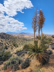 Joshua Tree Mountain Clouds Yucca Desert Scene