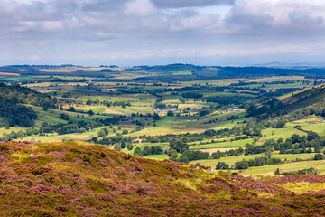 Naklejka premium Blooming purple heather overlooking green patchwork farmland in Cumbria, England