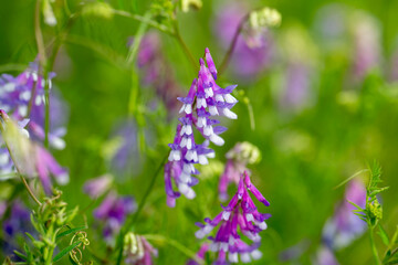 wild flower in spring time Texas and Louisiana