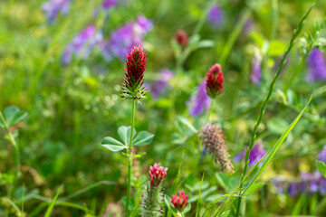 wild flower in spring time Texas and Louisiana