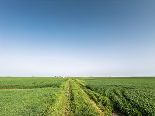 Wide view of green fields on the Pannonian plain in Vojvodina, Serbia. Tractor tracks cut through crops by the horizon under a clear sky, illustrating regional agriculture and open rural landscape.