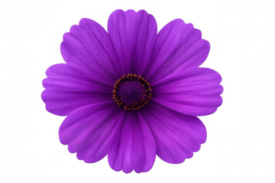 Studio shot of a single, vibrant purple cosmos flower with a transparent background, perfect for design projects
