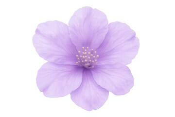 Fototapeta premium Vibrant purple blossom emerging, transparent backdrop highlighting delicate botanical details