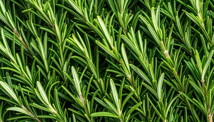 Close-up view of fresh rosemary sprigs, showcasing vibrant green leaves and delicate branching patterns.