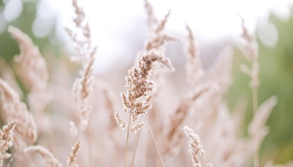 Fototapeta premium Soft focus close up of tall grass seed heads in a field with bokeh background.