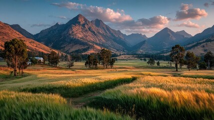 Naklejka premium A wheat field glowing in sunset light with mountains nearby