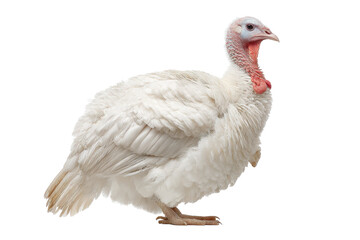 White Domestic Turkey on Transparent Background