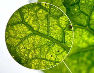 Microscopic Green Leaf Cellular Structure Vibrant macro close-up, revealing intricate veins, cells, and chlorophyll with a magnified inset, showcasing nature's biology.