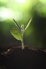 Young plant with green leaves growing from soil outdoors, closeup