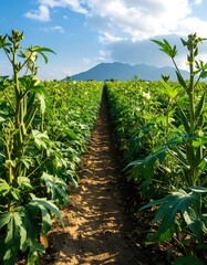 A sun-drenched path winds through a vibrant field of okra plants, showcasing lush foliage and blossoming flowers, leading to a distant mountain range under a vibrant blue sky.