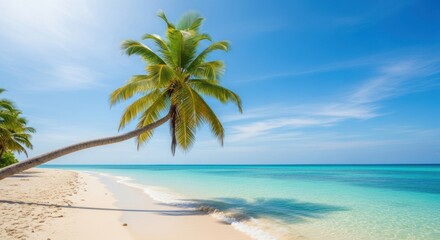 Tropical beach with palm tree