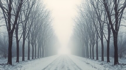 Mysterious winter landscape with snow covered path lined by bare trees fading into fog, creating serene cold atmosphere with symmetry, depth, and dreamy seasonal background scene