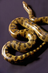 Yellow anaconda snake coiled on dark background