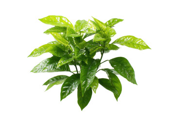 Obraz premium Green Plant Isolated on Transparent Background