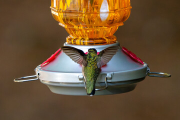 hummingbird on feeder