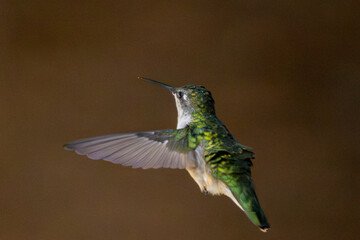 hummingbird in flight