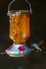 Hummingbird drinking from a nectar feeder.