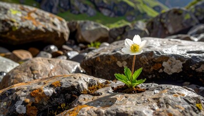A single, delicate white flower blooms amidst rough, grey stones, showcasing resilience and beauty in nature.