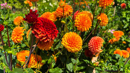 Vibrant dahlias in shades of red and orange flourish in a sunny garden, attracting butterflies and enhancing the summer atmosphere