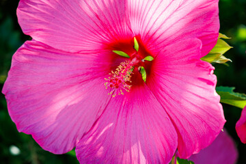 XXL pink Hibiscus moscheutos flowers in full bloom with green leaves in summer garden © Fleuronica