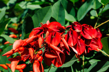 Vibrant red blooms of cockspur coral tree Erythrina crista-galli among lush green leaves in a sunny garden