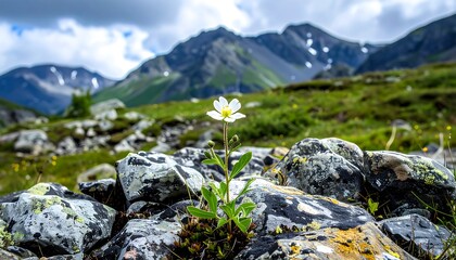 A small, delicate white flower blooms amidst a cluster of colorful rocks on a mountain meadow, with a backdrop of majestic peaks.