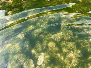Close-up view of shallow, clear water revealing submerged rocks covered in lush green algae, with gentle ripples on the surface