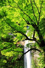 三重県大台町六十尋滝