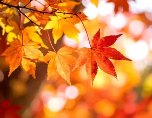 Fototapeta premium Close-up of vibrant maple leaves in autumn colors, with bokeh background.