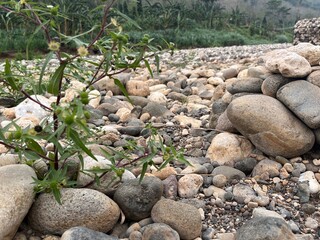 Nature's beauty Lush green plant thrives amidst a rocky riverbed showcasing a serene natural landscape