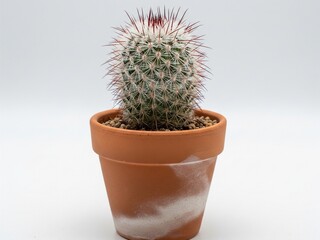 cactus in pot isolated on white background
