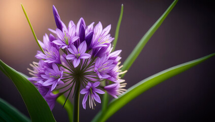 Close-up of a purple allium flower blooming with delicate star-shaped petals and fresh green leaves, captured with soft natural light and a blurred background for a serene botanical mood.
