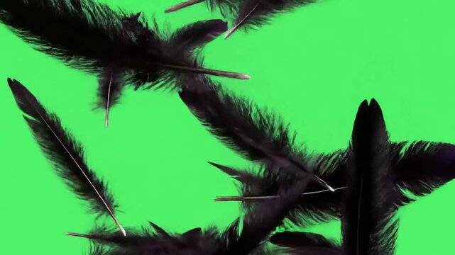 black feathers falling gently on transparent green background
