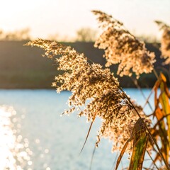 Golden Reeds Swaying Gently by the Water at Sunset.