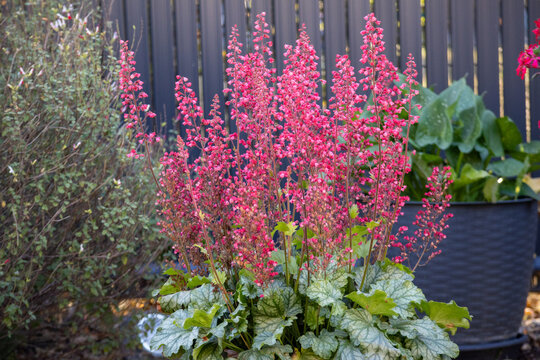 Pink Coral Bells (Heuchera) blooming in a garden. Concept of perennial gardening and landscaping