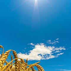 Golden wheat field under a bright blue sky with a single fluffy cloud and the sun shining brightly.
