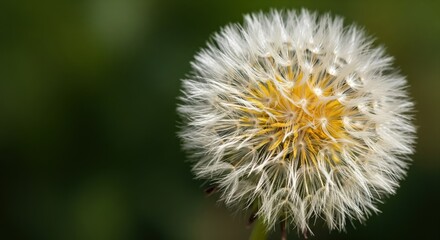 Fototapeta premium Close-up of a dandelion seed head. Soft, white, fluffy seeds surround a central, bright yellow disk. Blurred green background