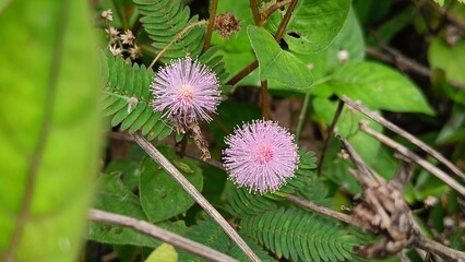 Close-up of two pink Mimosa pudica flowers blooming among green leaves and natural foliage in the wild.