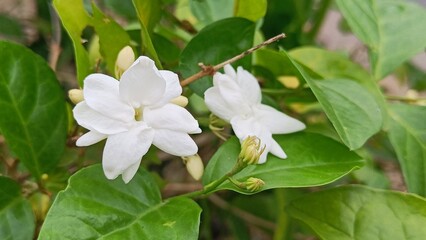 Close-up of blooming white jasmine flowers with green leaves, showing fresh petals and buds in a natural outdoor garden setting.